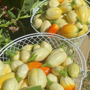 garden eggs
