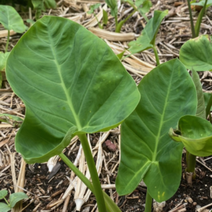 Nkontombire Taro Leaves Coco yam Leaves