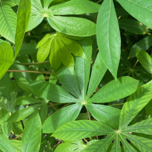 Casssava leaves