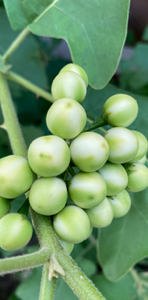 turkey berries
